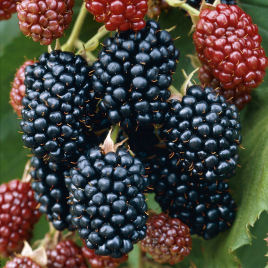 Blackberry, Thornless 'Jumbo'